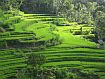 The Rice Terraces