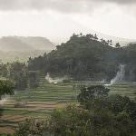 Rice paddy fields