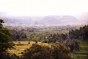 Paddy Fields from Deck