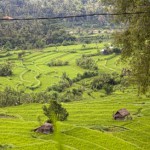 Bali Asli Countryside