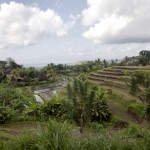 The Terraced Rice Fields
